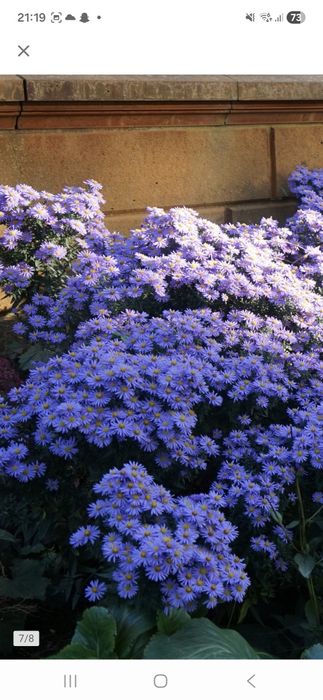 Aster Marcinek niska odmiana duże sadzonki