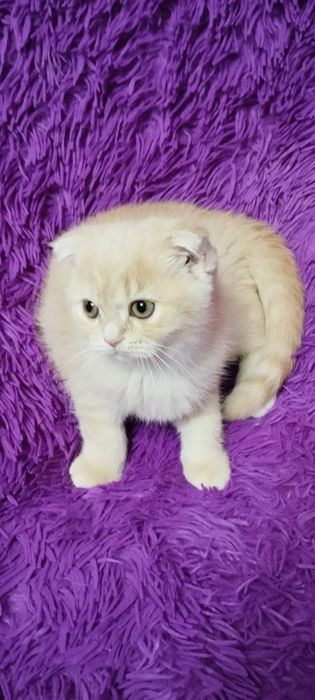 Шотландська скоттіш фолд дівчинка