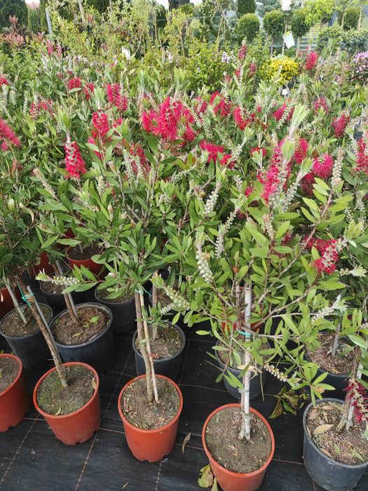 Kuflik, Oleander, Bougainvillea,Bez chiński