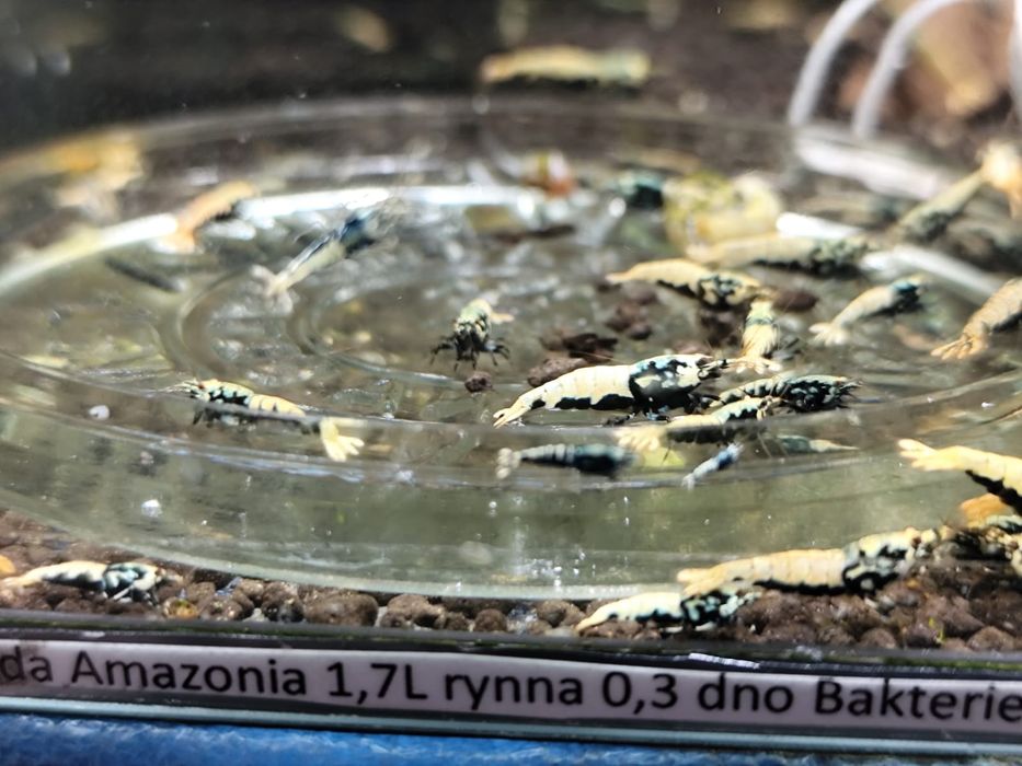 Krewetki caridina Boa