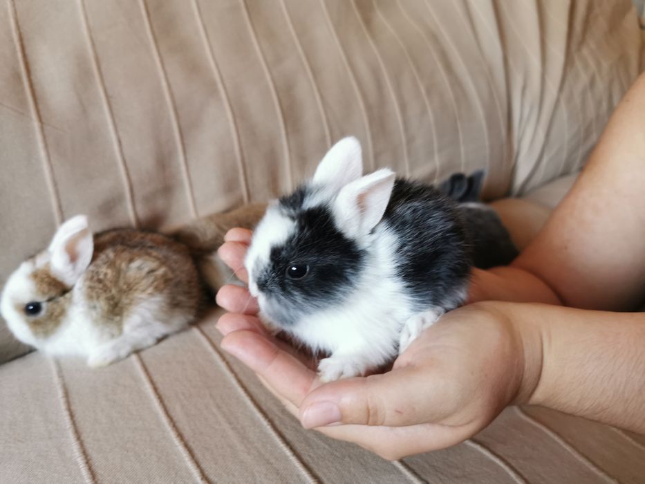 KIT Coelhos anões angorá e holandês mini muito fofos