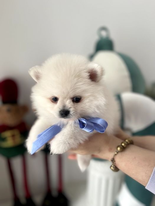 Померанські шпіци  краса з характером