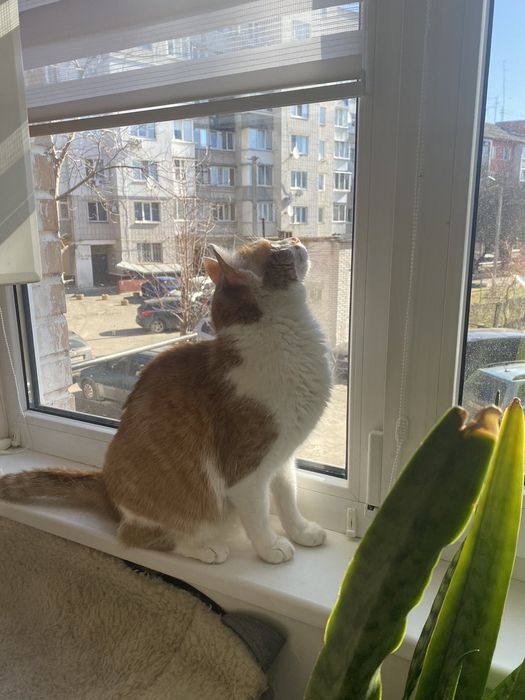 Віддам в добрі руки