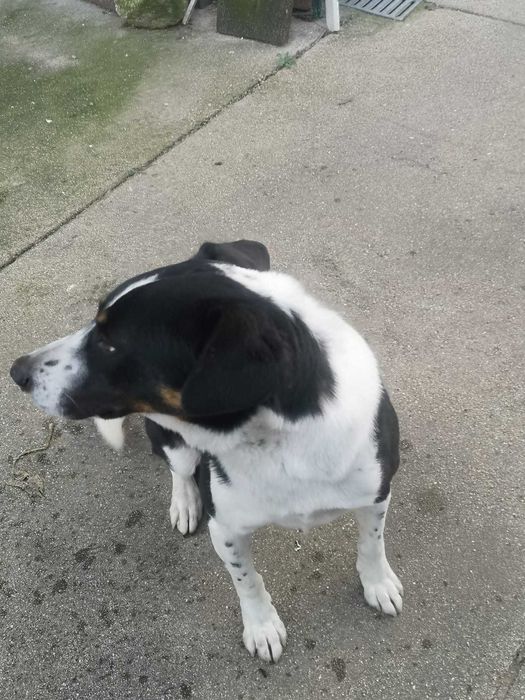 Toni procura novo dono/ para Adoção/ Maia