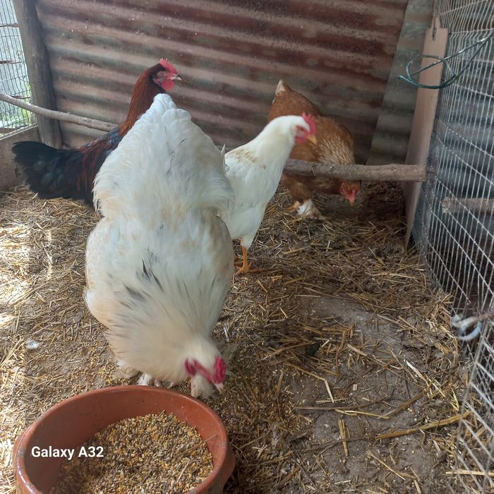Galinhas de raça