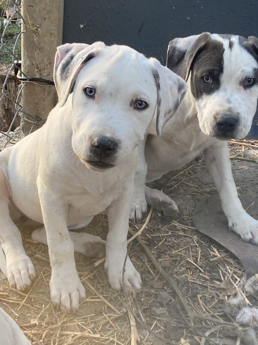 Продаю цуценят стафа