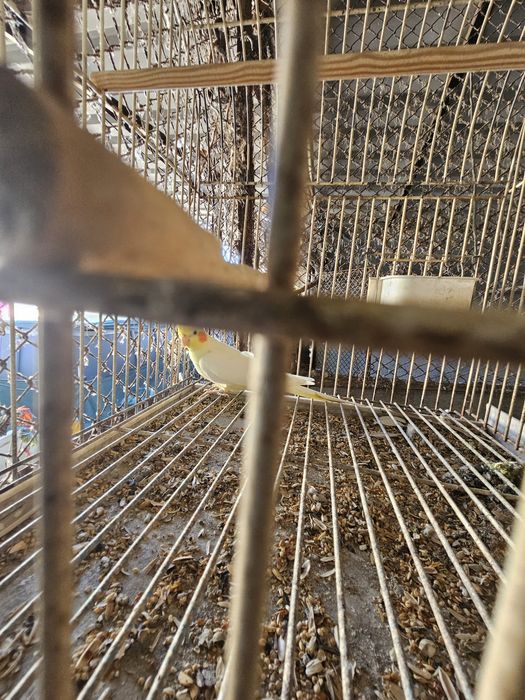 Caturra opalina macho