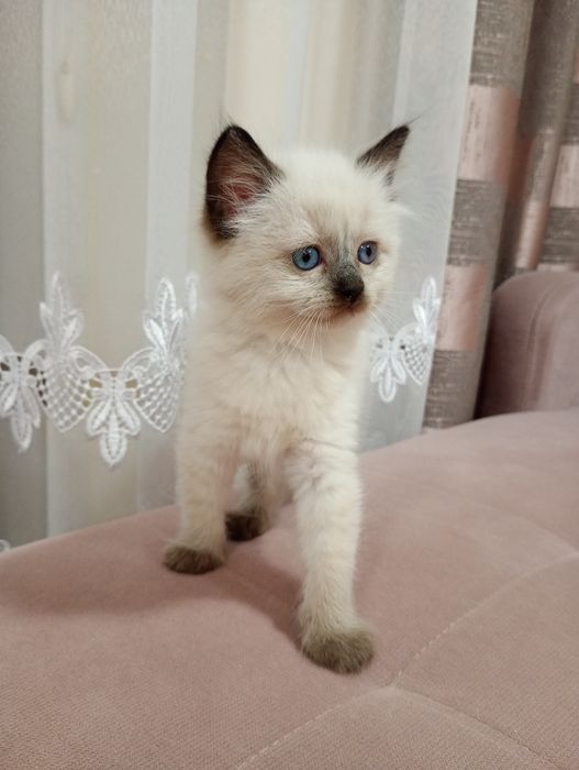 Sprzedam kotkę Ragdoll