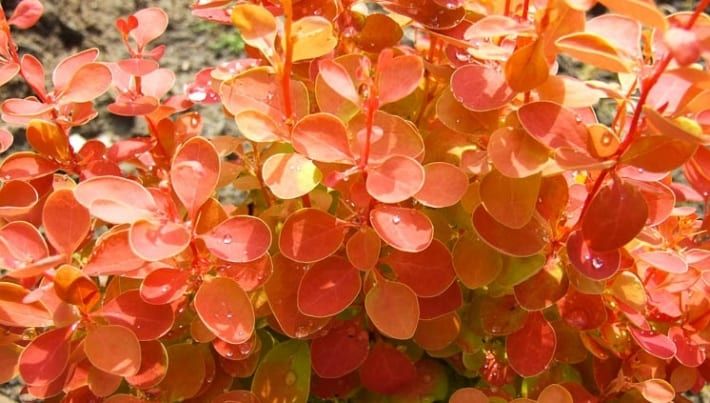 Berberys Orange Ice pomarańczowy Osiny 49a Kępno