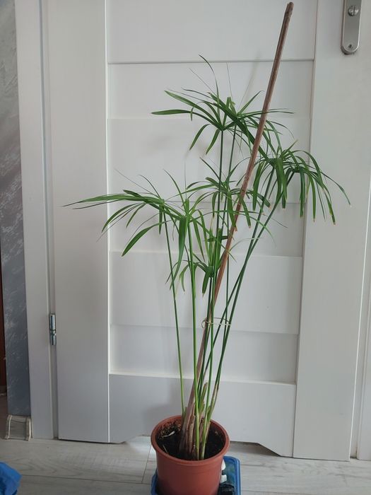 Filodendron 20 ,papirusu 15 roślina doniczkowa
