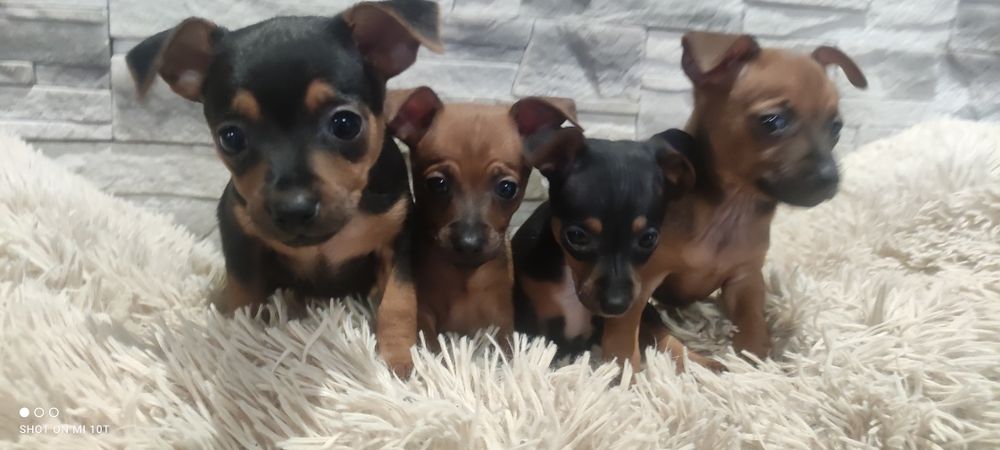 Pinczer miniatura z metryką