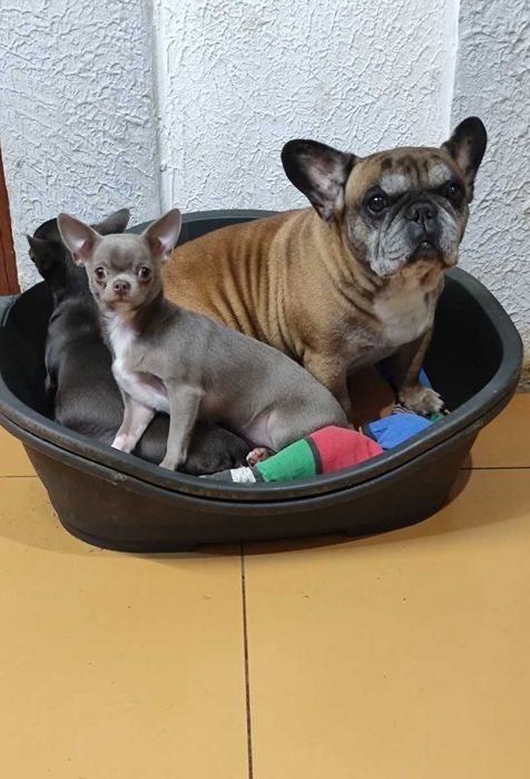 Лілова дівчинка у продажу. (Ксу)