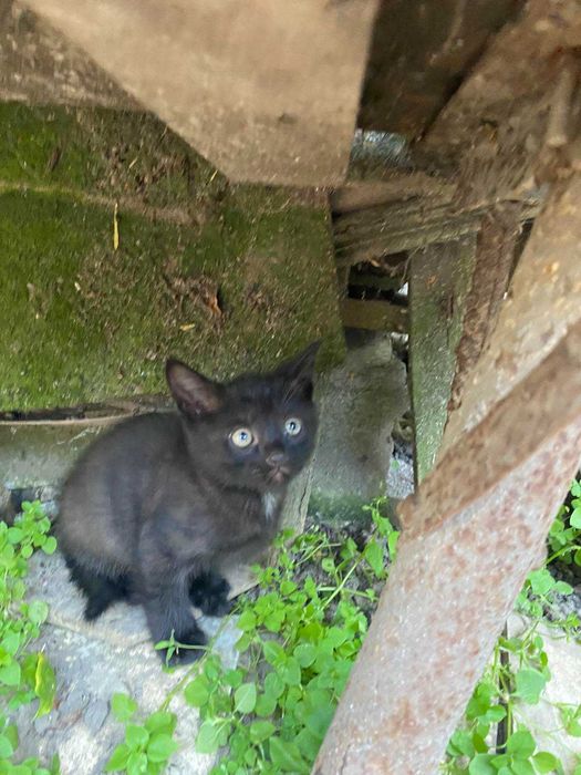 Кошенята шукають родину