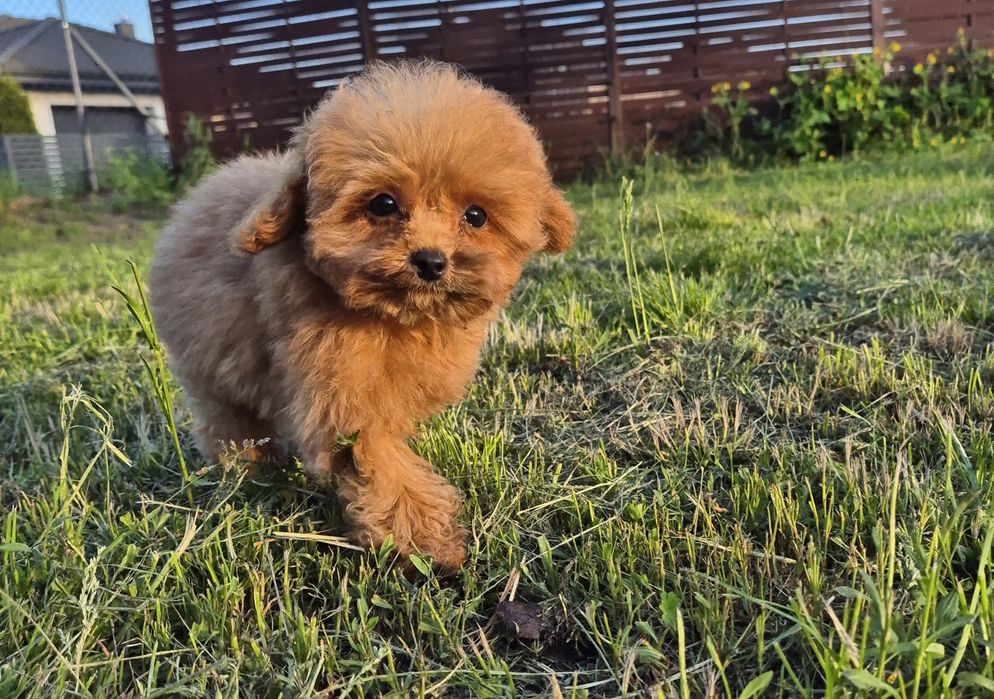 Filigranowy piesek pudel toy
