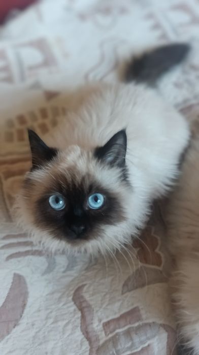 Невська маскарадна 4 міс котик і киця