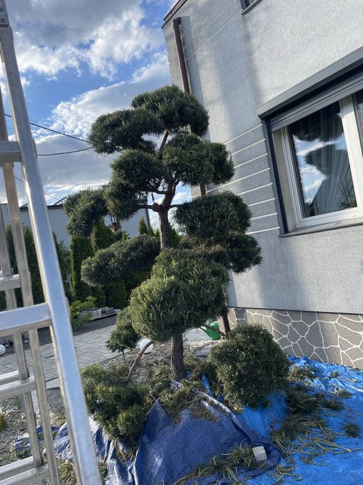 Tuja formowana spirala bonsai  zywoplot pielegnacja cięcie