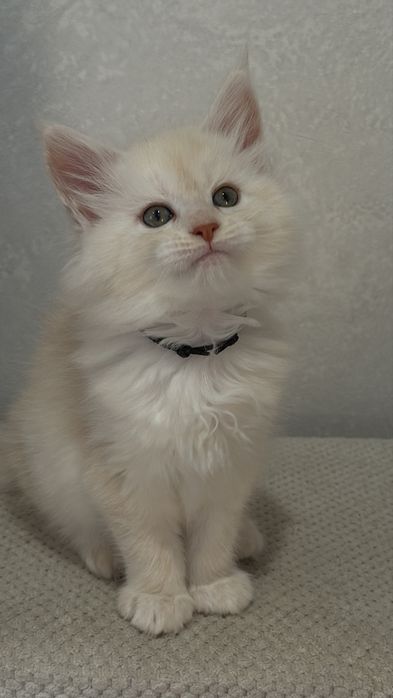 Кошенятк Мейн-Кун