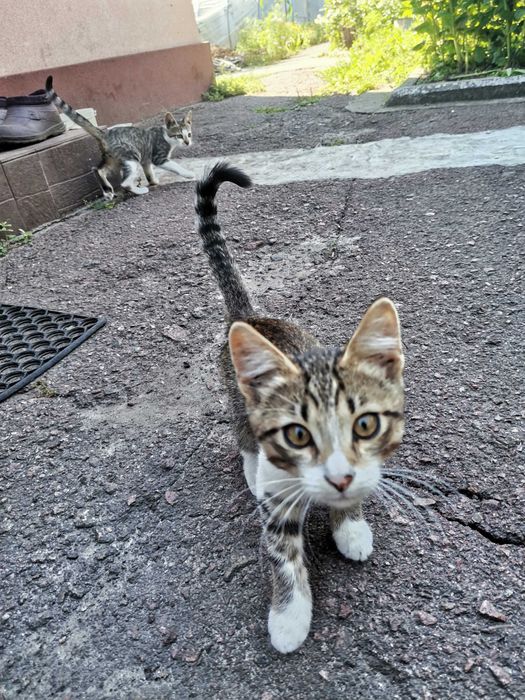 Котенята коти віддамо