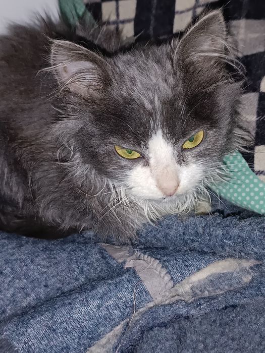 Маленькие кошеня, як непотріб, викинули в 10 градусний мороз.