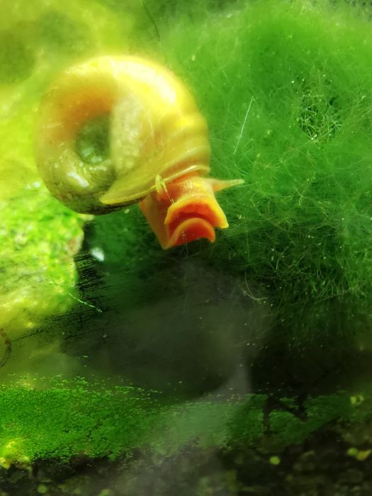 Ślimaki akwariowe zatoczki różowe