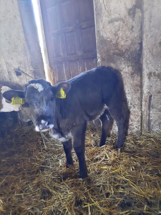 Byczki miesne oraz jałówki