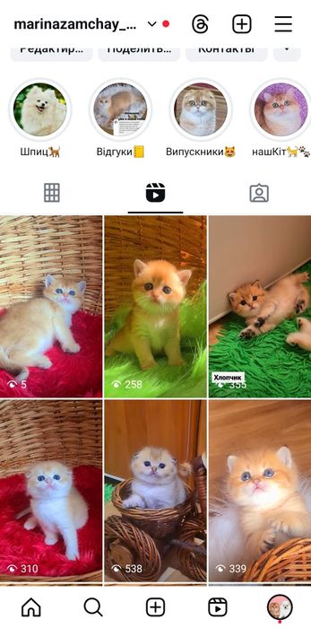 Бесподобные детки золотая шиншилла