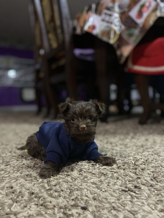 Бивер йорк шоколадний хлопчік