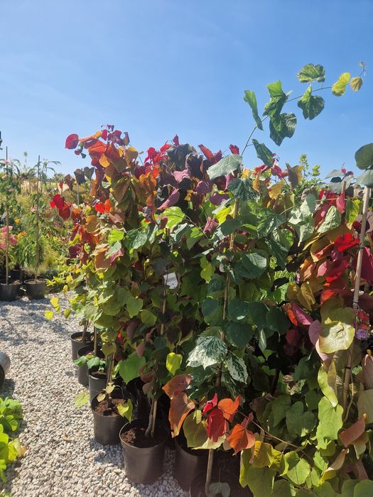 Judaszowiec kanadyjski