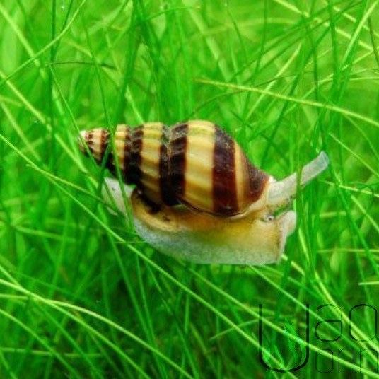 Caracol Helena – Controlo Natural de Pragas