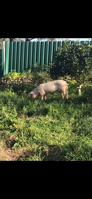 Porco Bisaro, criado no Campo á solta com 60 kg +- Vendo Urgente