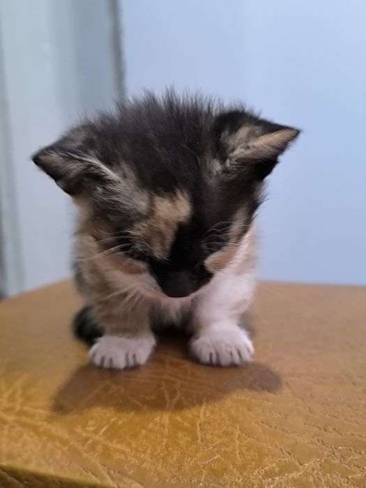 Милі котенята в добрі руки