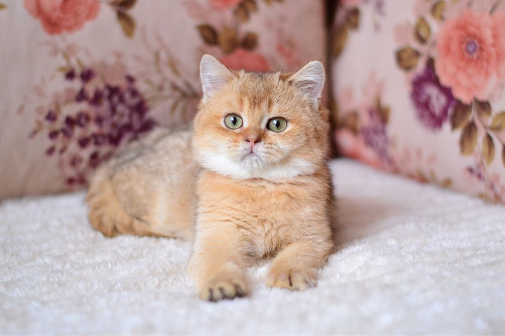 Золота шиншила хлопчик