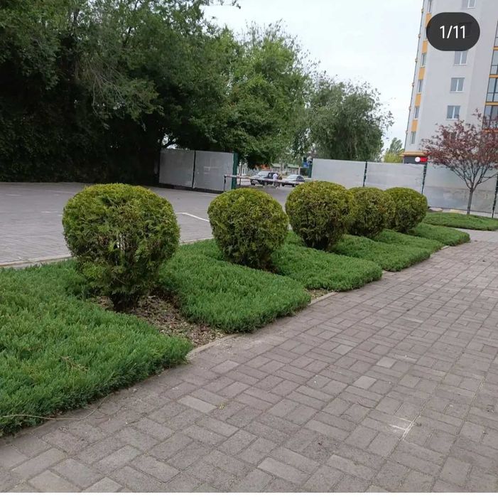 Стрижка хвойних рослин