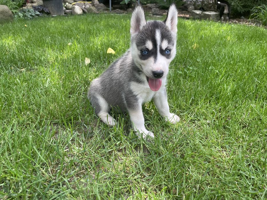 Szczeniak Siberian Husky