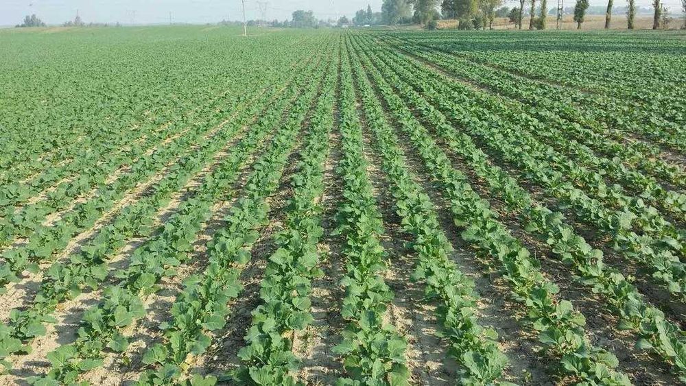 Oferuję profesjonalne usługi siewu metodą STRIP-TILL