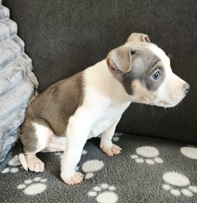 Américain staffordshire terrier com LOP