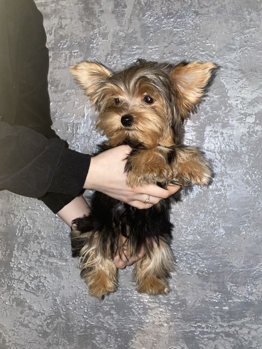 Йорк.  дівчатка міні