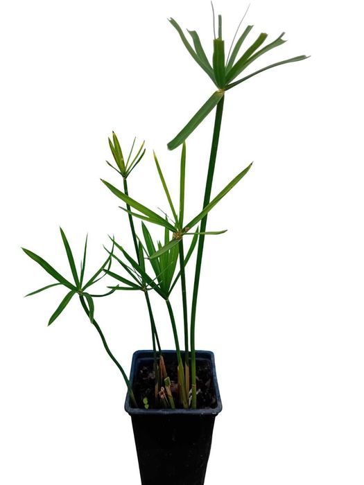 Sombrinha Chinesa / Papiro anao