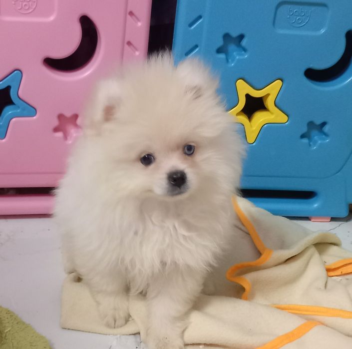 Szpic miniaturowy pies