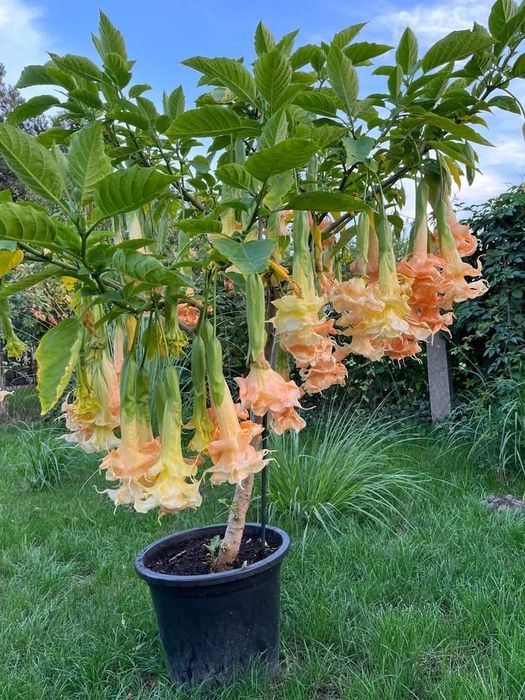 Brugmansia Datura Angles Flight - potrójny kwiat