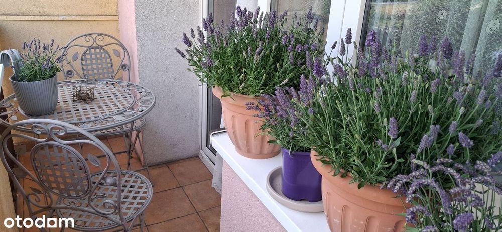 SPRZEDAM: Mieszkanie 48 m² Szczecin Pomorzany (BEZ POŚREDNIKÓW)
