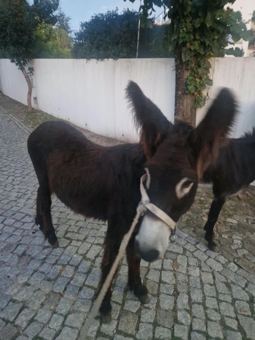 Vendo burro e burra