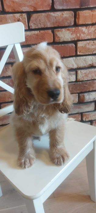 Cocker spaniel angielski Śliczny chłopczyk do odbioru