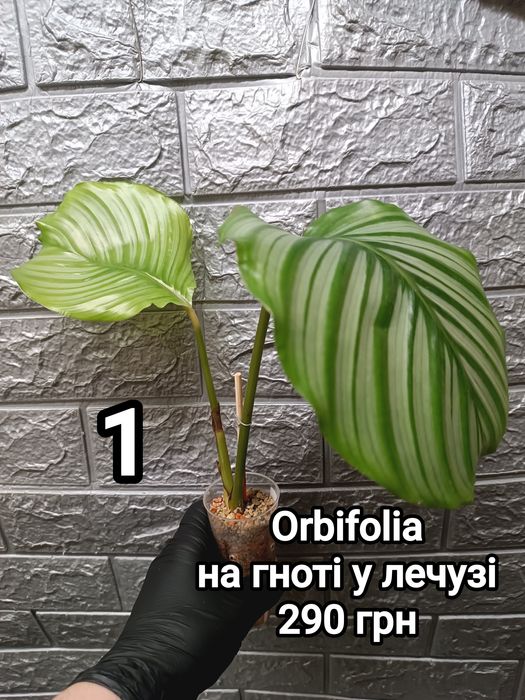 Калатеи "Bella Carlina", Lancifolia, Orbifolia, Network, Fasciata
