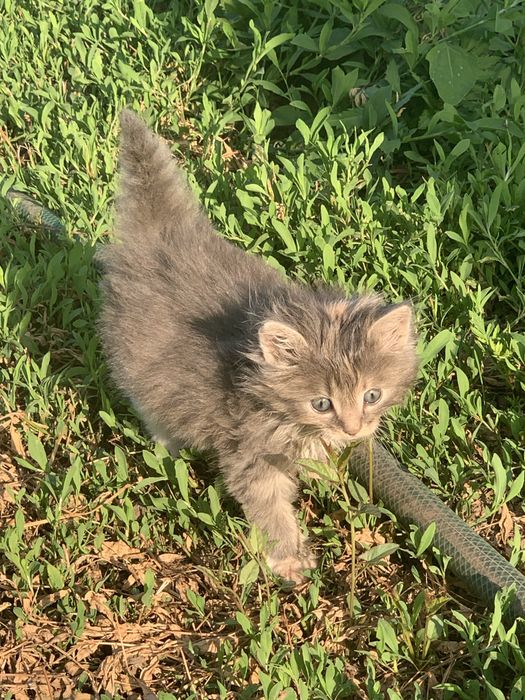 Дуже терміново віддам кошенят безкоштовно