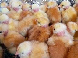 Бройлери,різні курчата,качки,гуси,індики