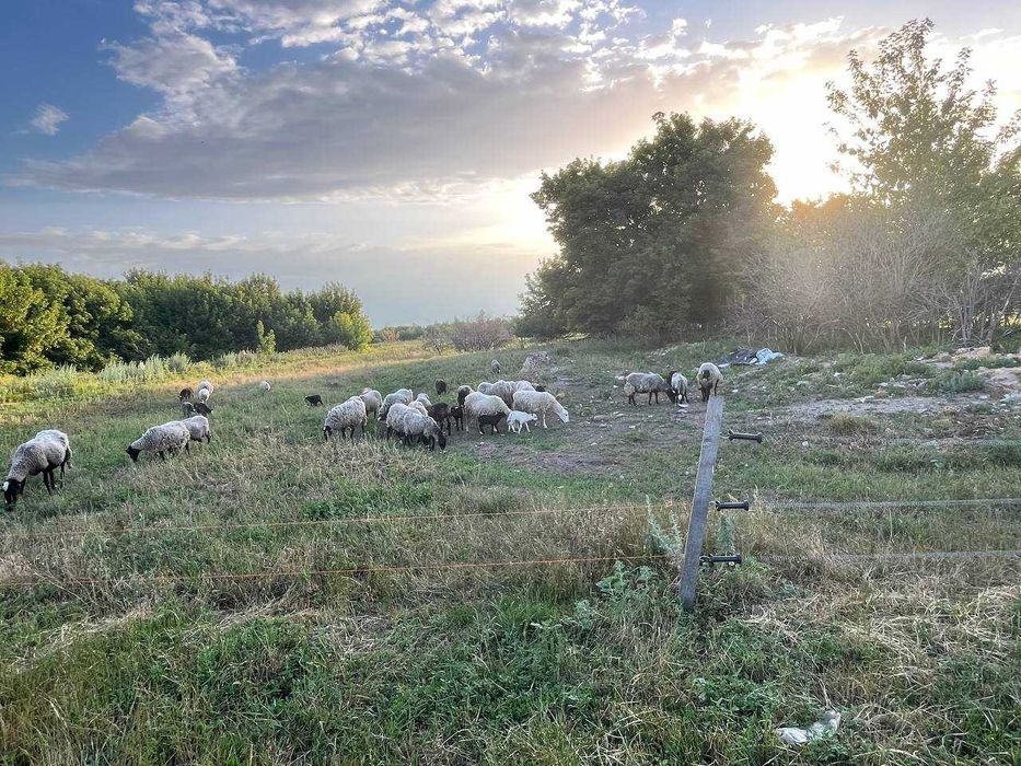 Продам ягнят романовской породы