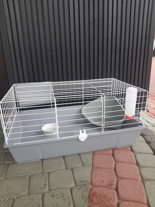 Króliki baranek miniaturka karzełek mini lop