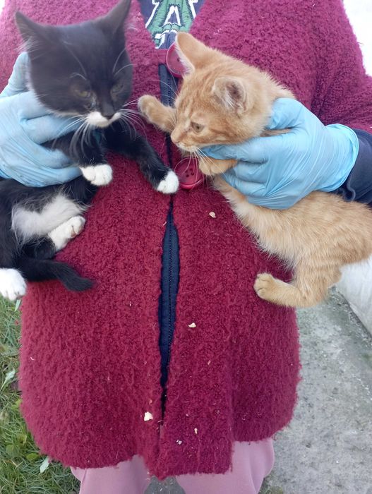 Віддам кошенят в добрі руки