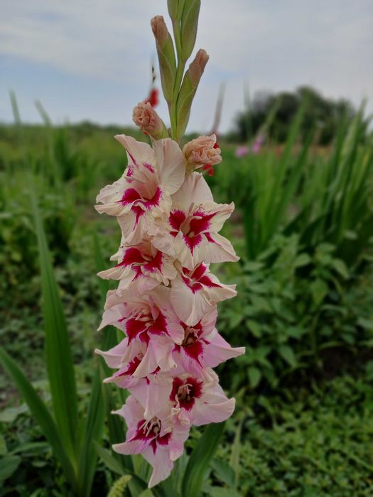 Продам цибулини гладіолусів